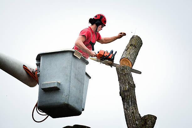 Best Tree Removal  in Keshore, LA