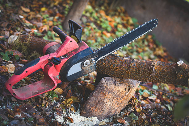 How Our Tree Care Process Works  in  Lakeshore, LA