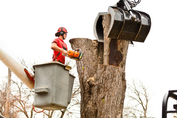 Best Tree Mulching  in Keshore, LA